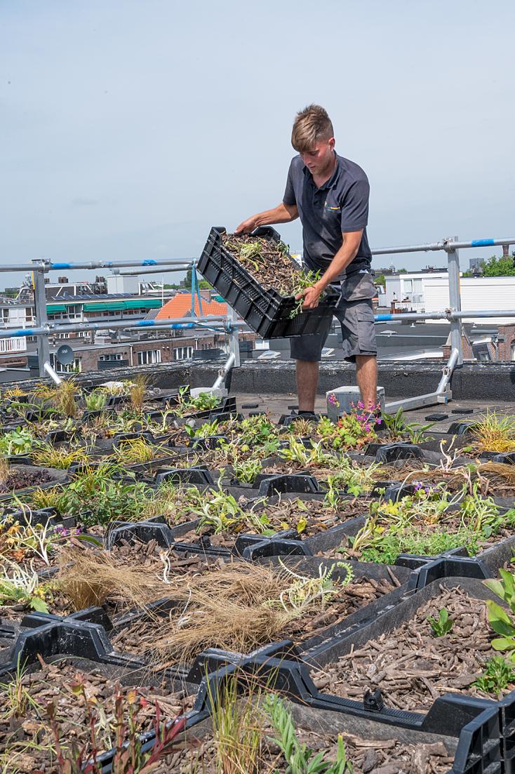 Aanleg daktuin Tilanusstraat-3. Planten en grassen zitten in kratjes