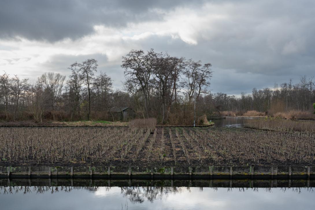 Op deze smalle veenstrook werden seringen geteeld, die met bootjes naar verwarmde kassen werden gebracht om ze sneller in bloei te krijgen – Takkade, Aalsmeer.